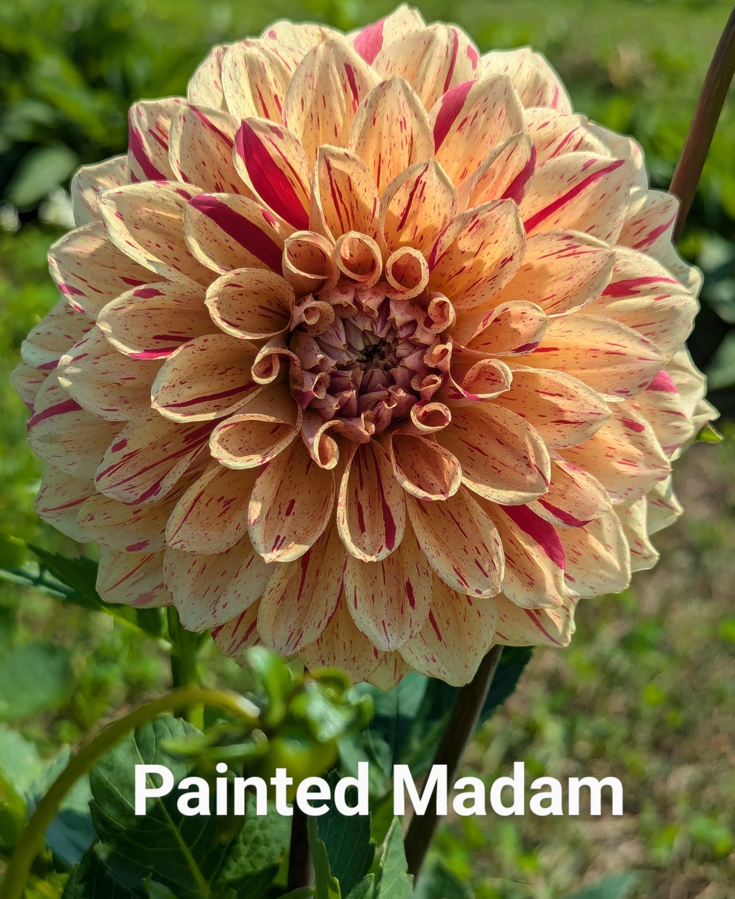 Painted Madam dahlia tuber