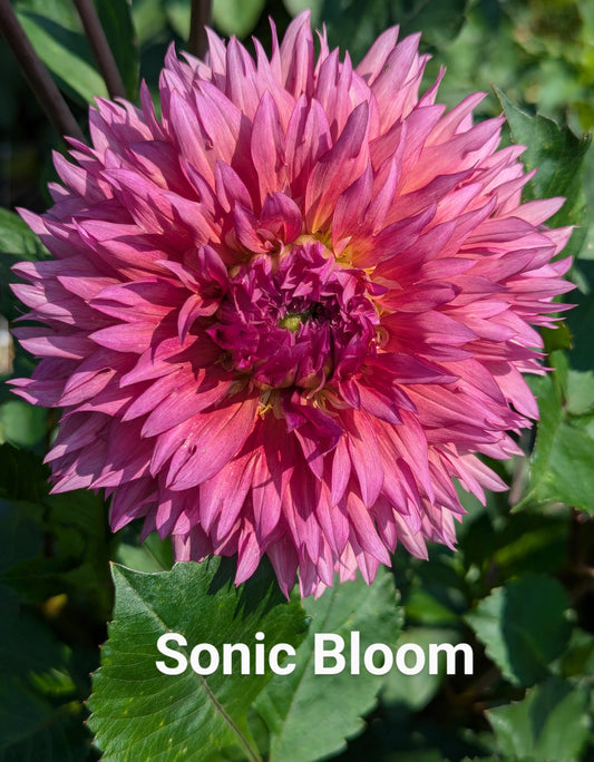 Sonic Bloom dahlia tuber