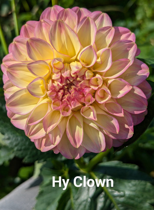 Hy Clown dahlia tuber