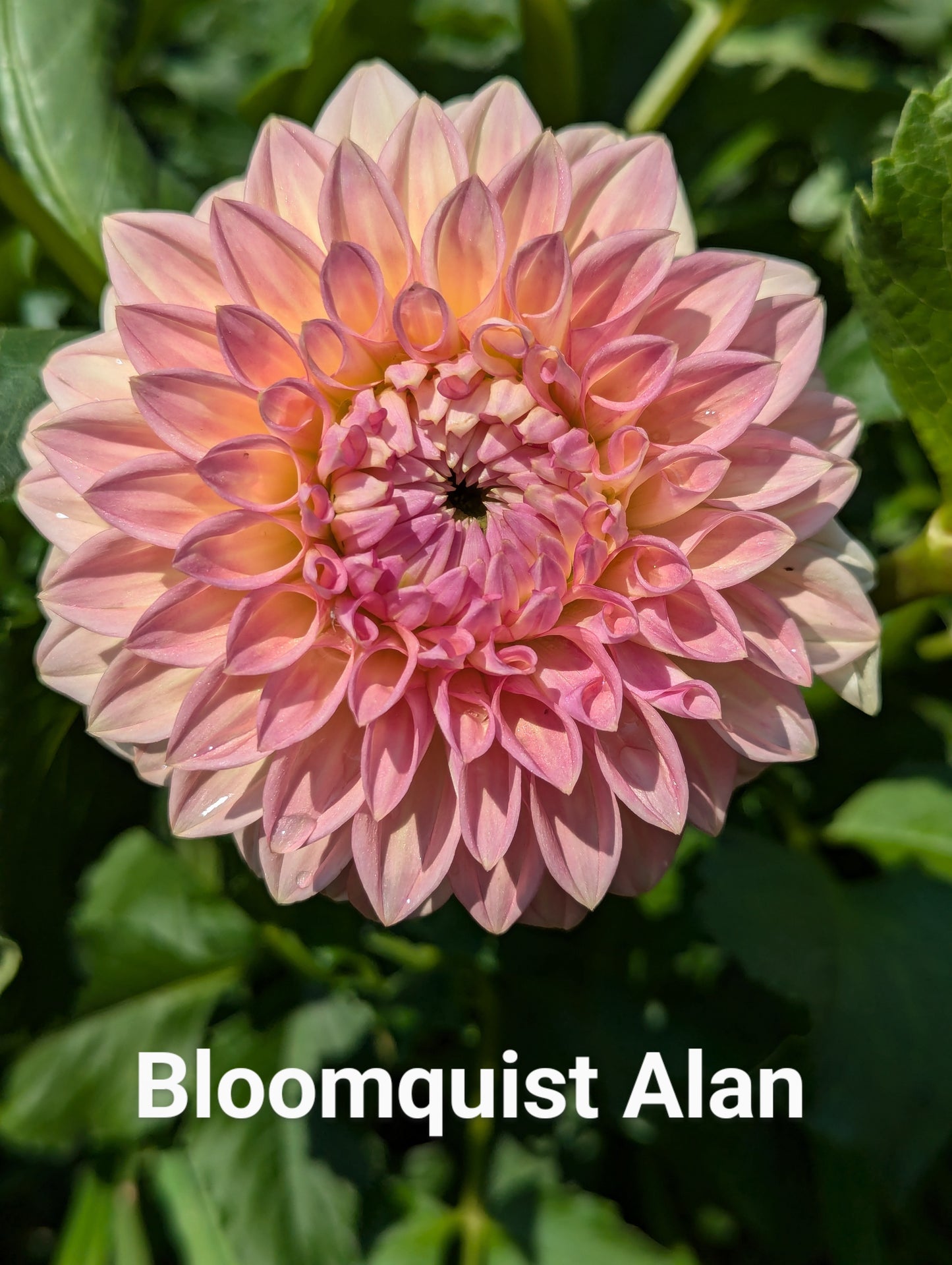 Bloomquist Alan dahlia tuber