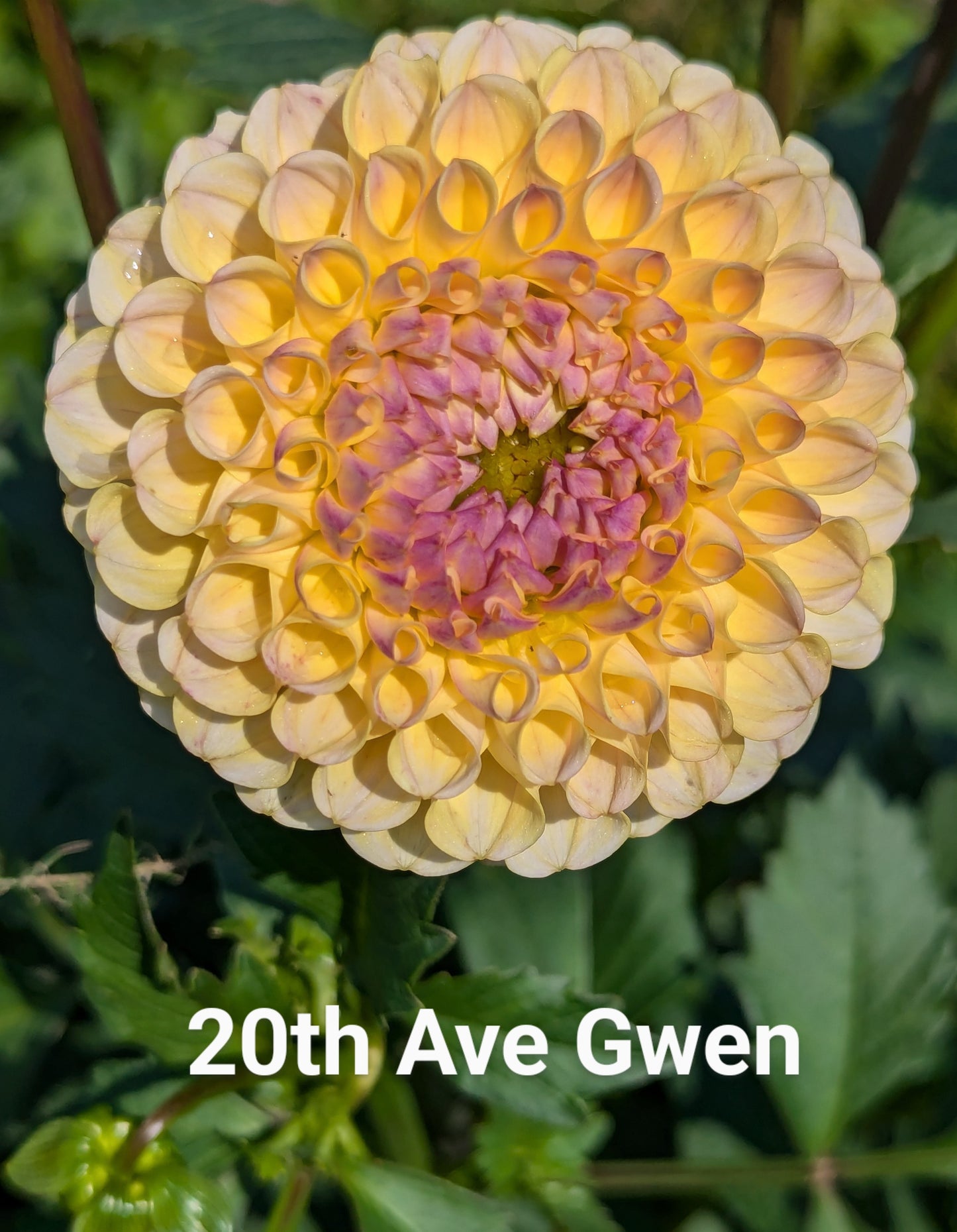 20th Avenue Gwen dahlia tuber