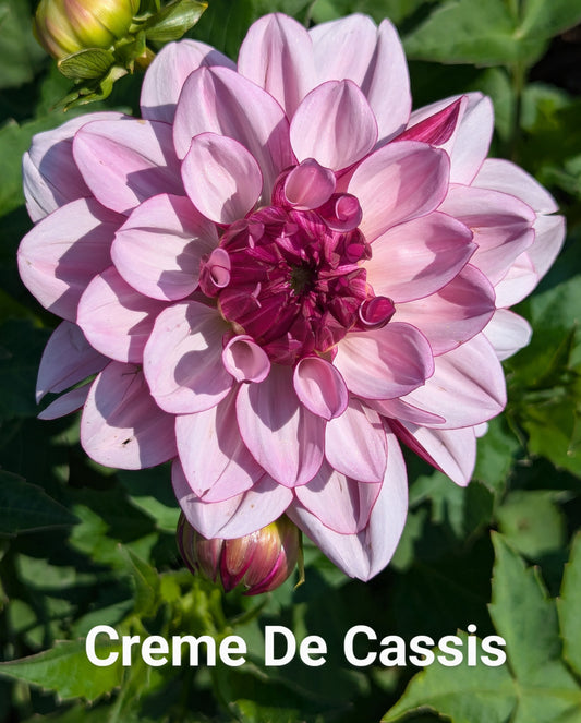 Creme De Cassis dahlia tuber