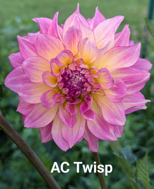 AC Twisp dahlia tuber