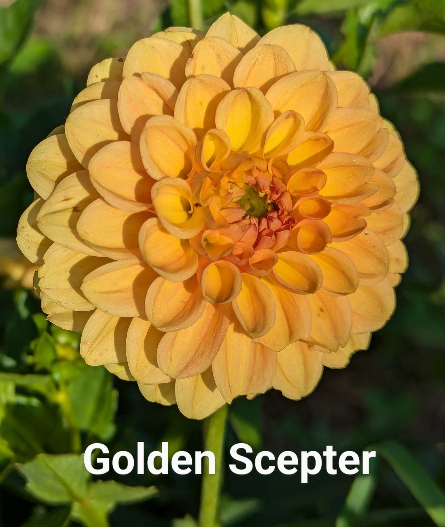 Golden Scepter dahlia tuber