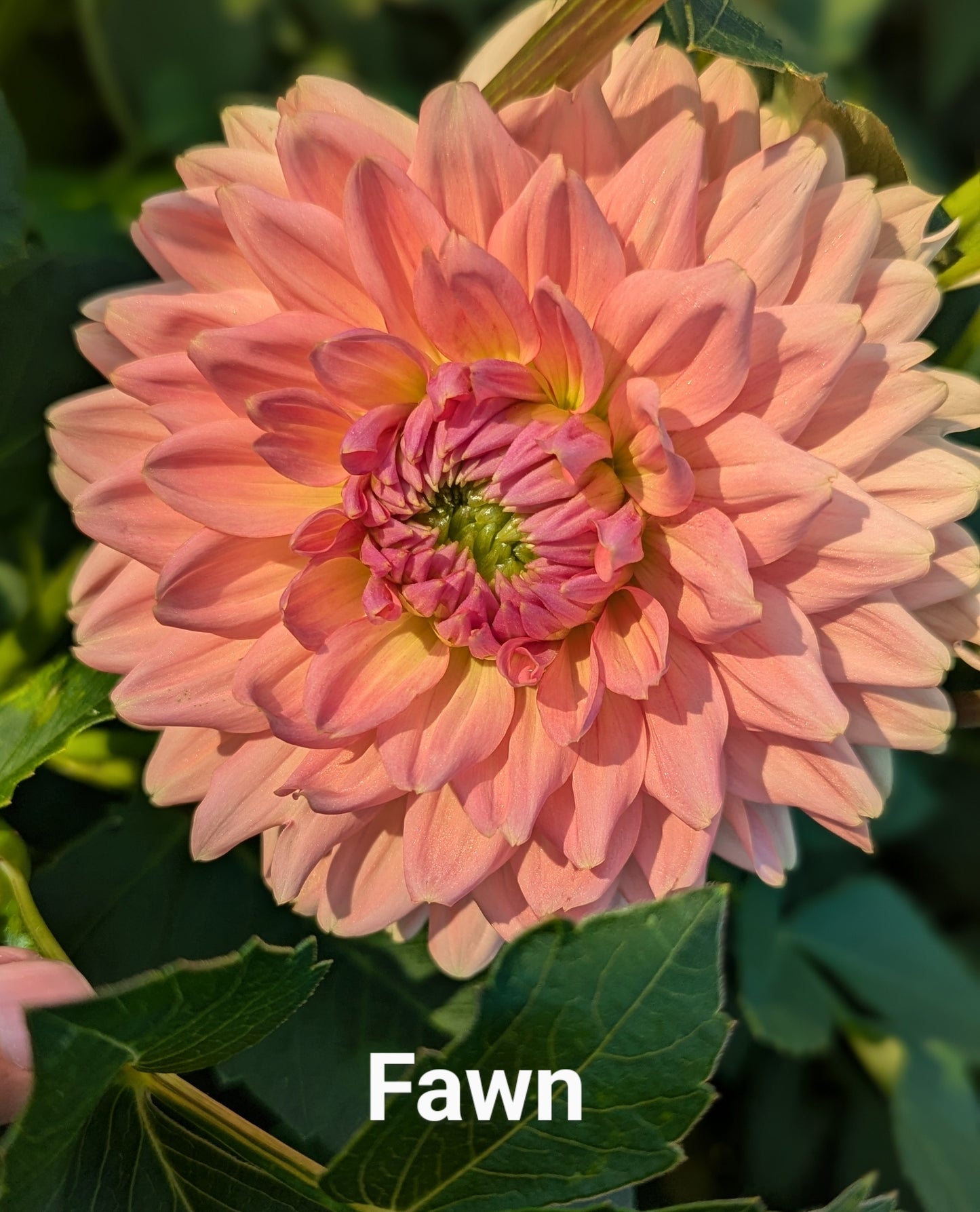 Fawn dahlia tuber