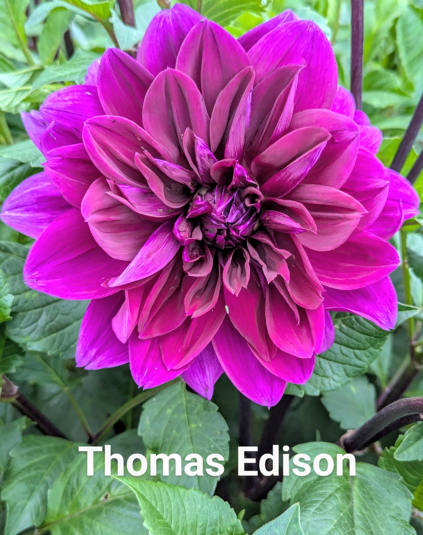 Thomas Edison dahlia tuber