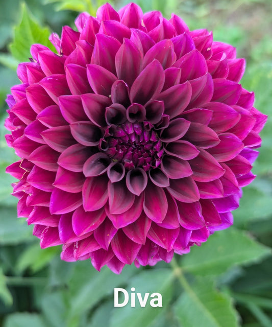 Diva dahlia tuber