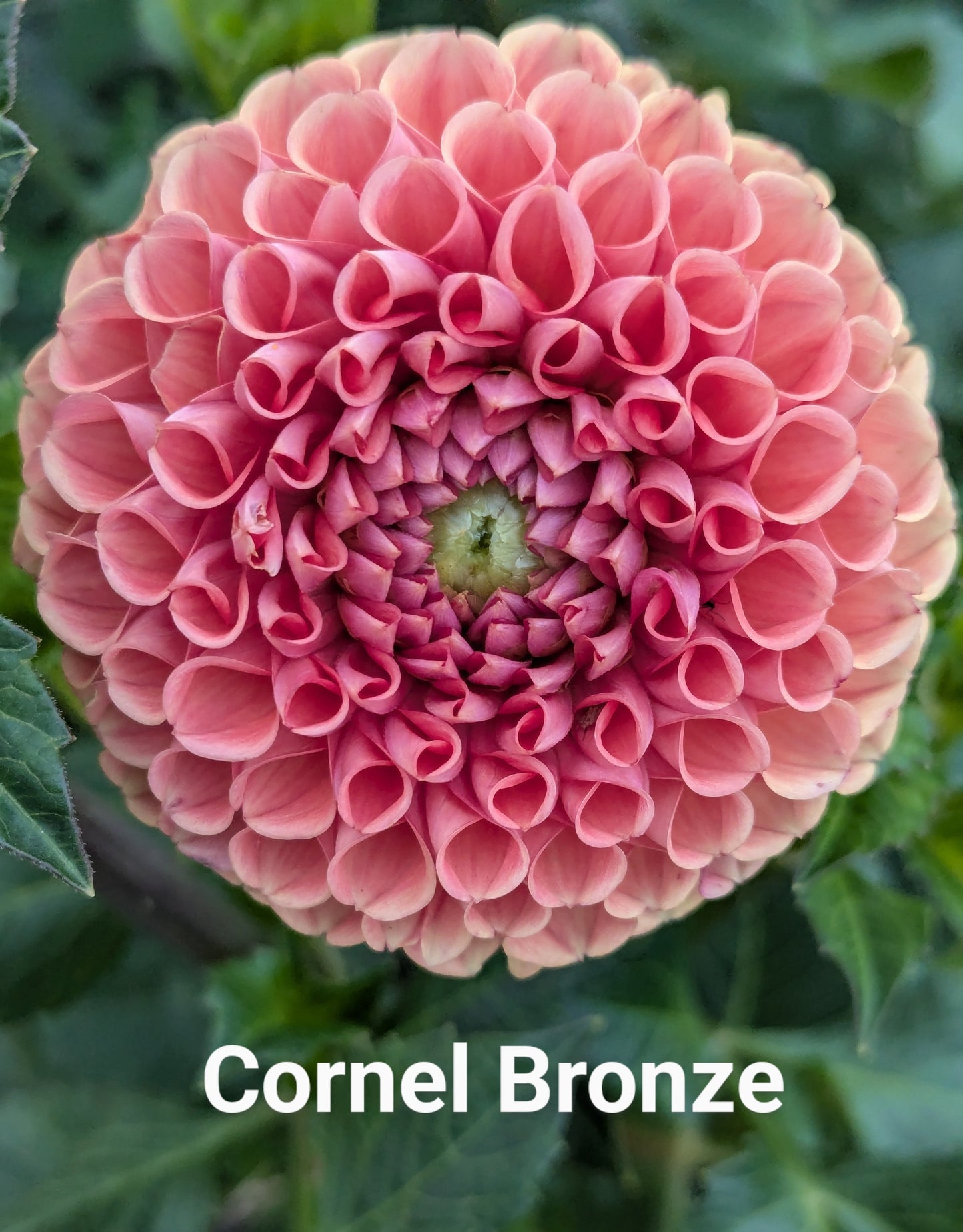 Cornel Bronze dahlia tuber