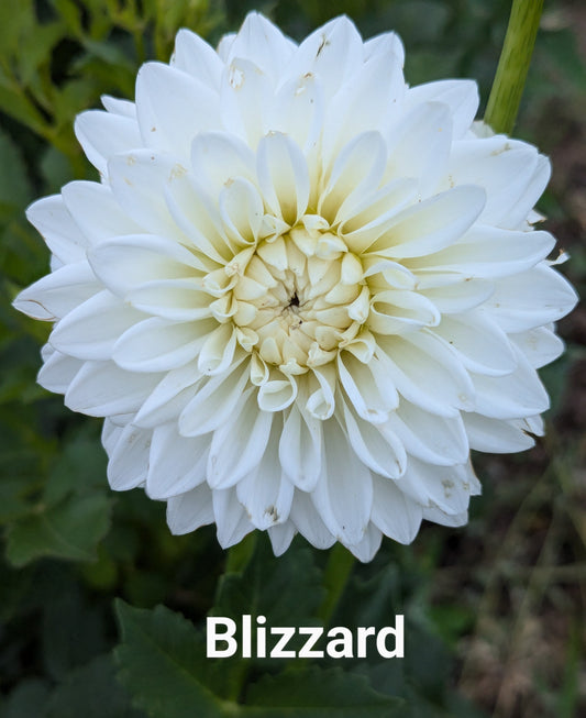 Blizzard dahlia tuber