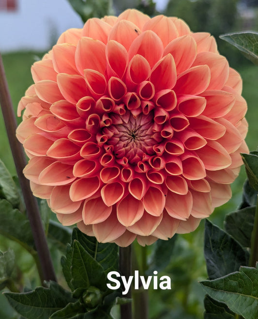 Sylvia dahlia tuber