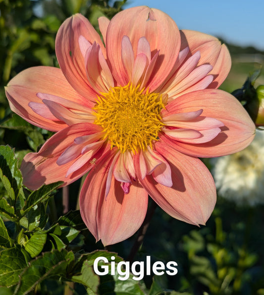 Giggles dahlia tuber