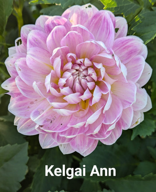 Kelgai Ann dahlia tuber