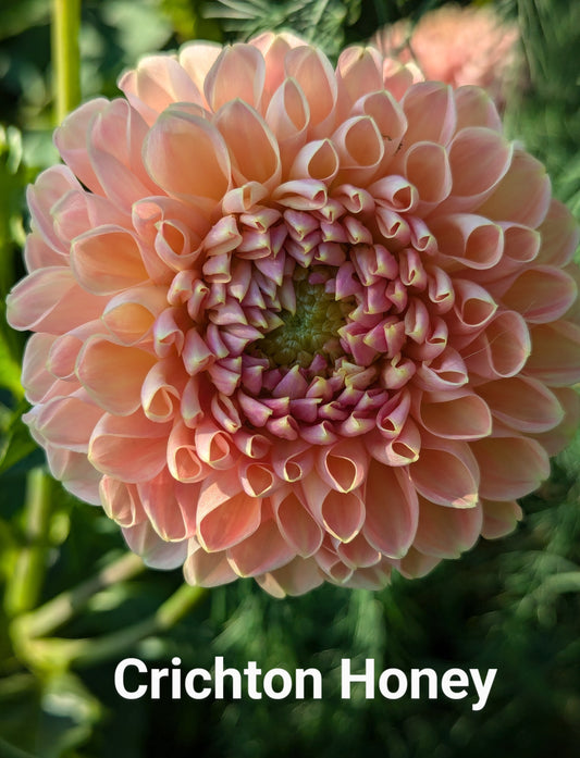 Crichton Honey dahlia tuber