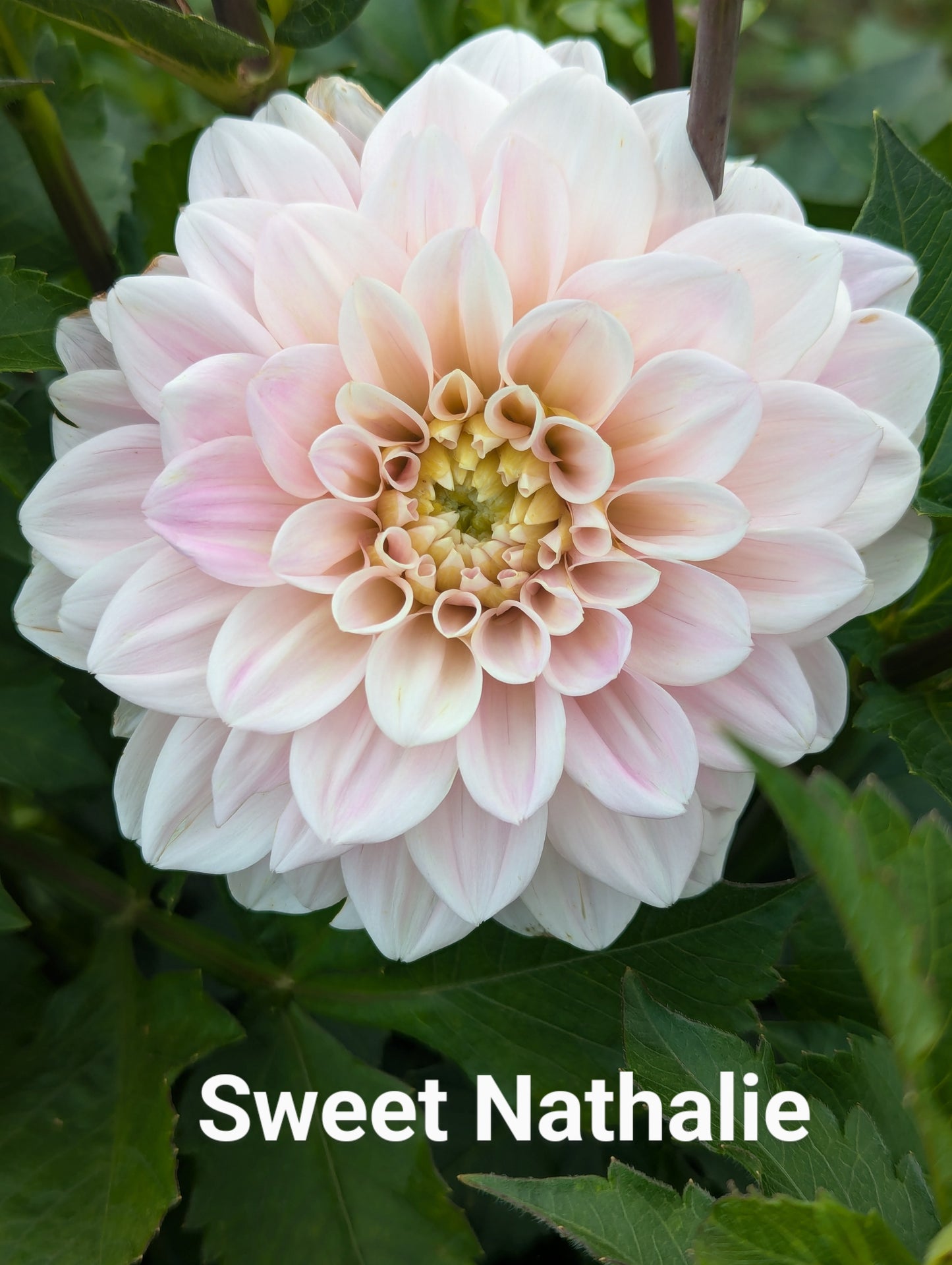 Sweet Nathalie dahlia tuber