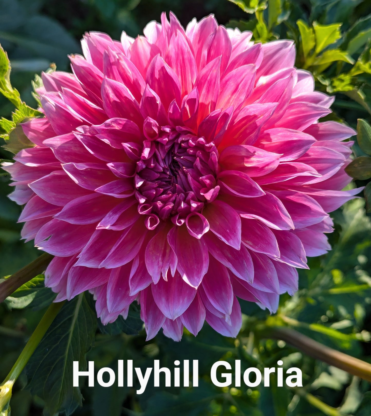 Hollyhill Gloria dahlia tuber