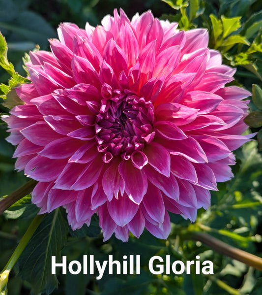 Hollyhill Gloria dahlia tuber