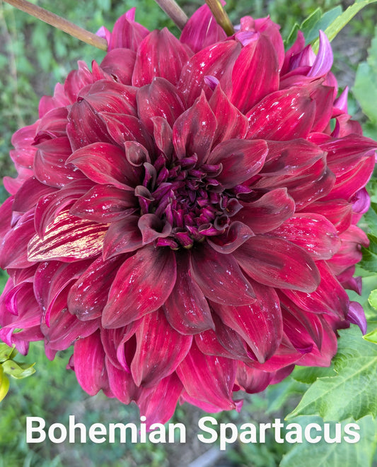 Bohemian Spartacus dahlia tuber