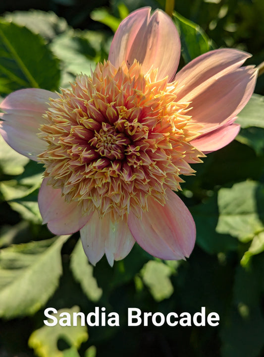 Sandia Brocade dahlia tuber