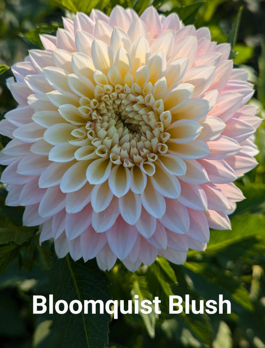 Bloomquist Blush dahlia tuber