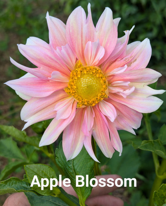 Apple Blossom dahlia tuber