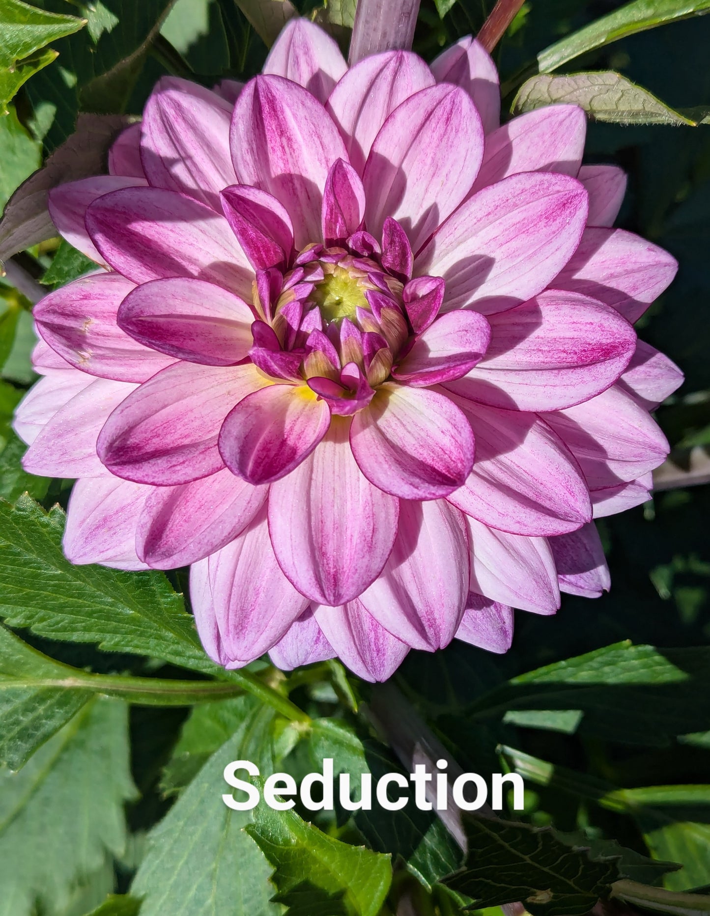 Seduction dahlia tuber