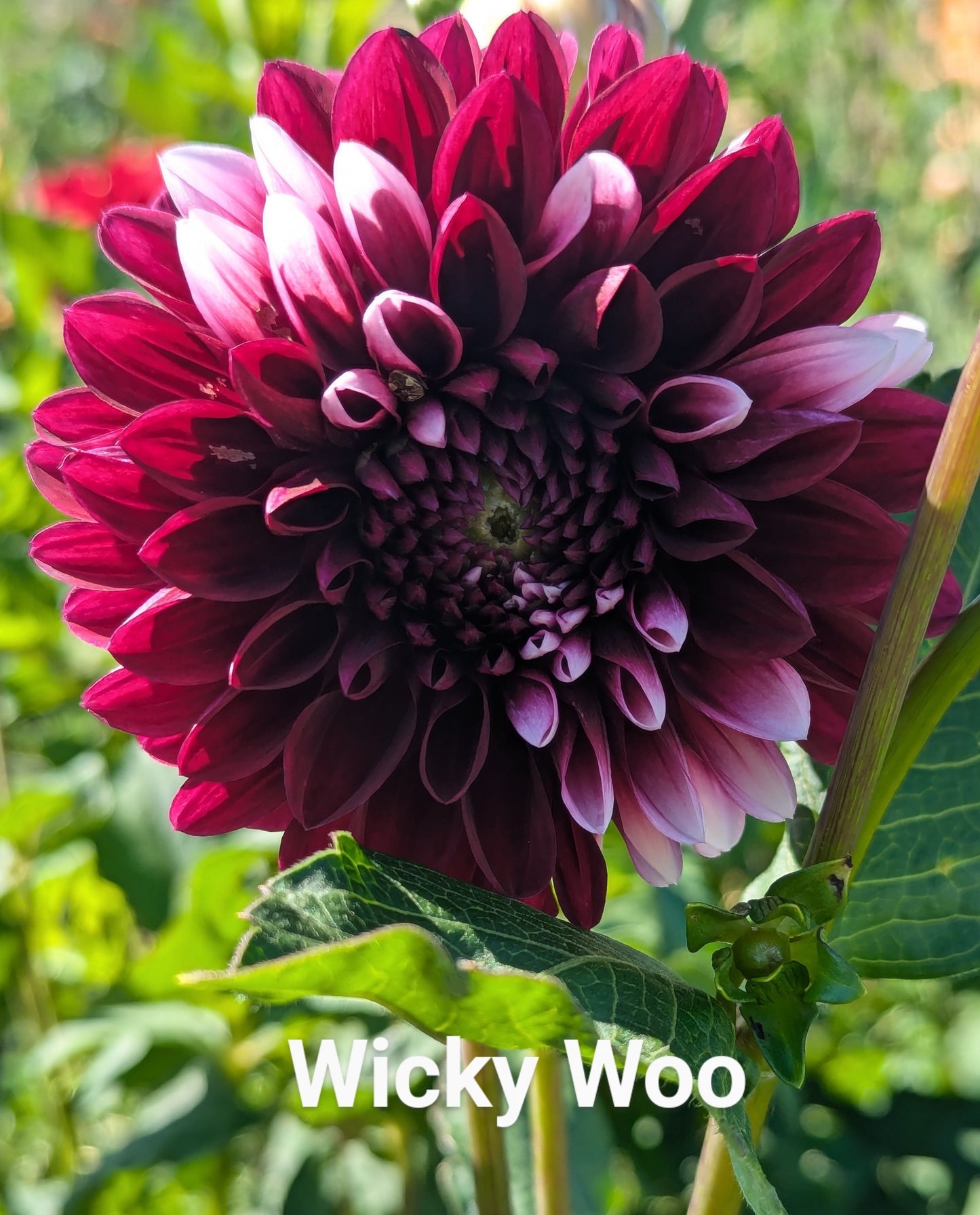 Wicky Woo dahlia tuber