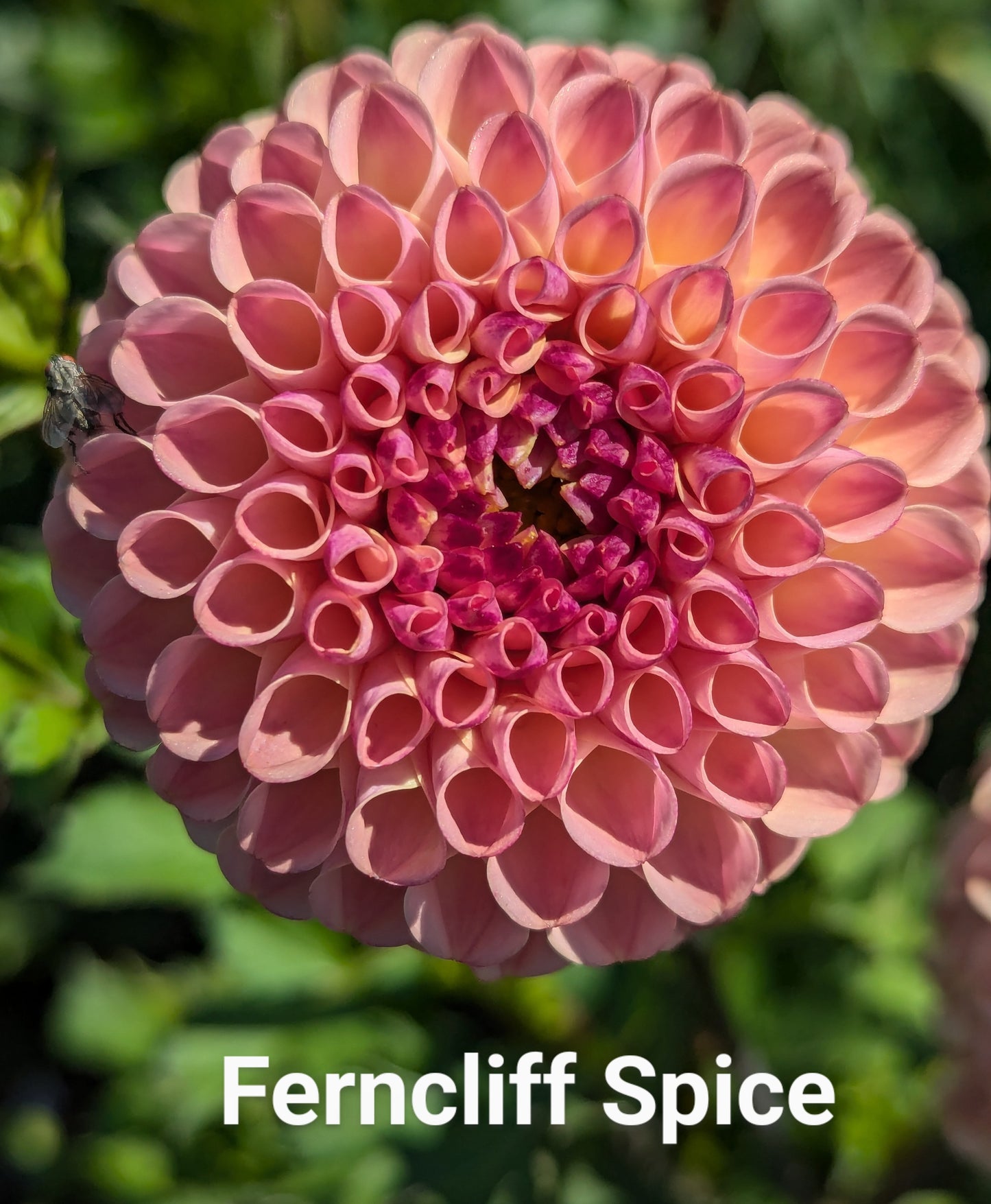 Ferncliff Spice dahlia tuber