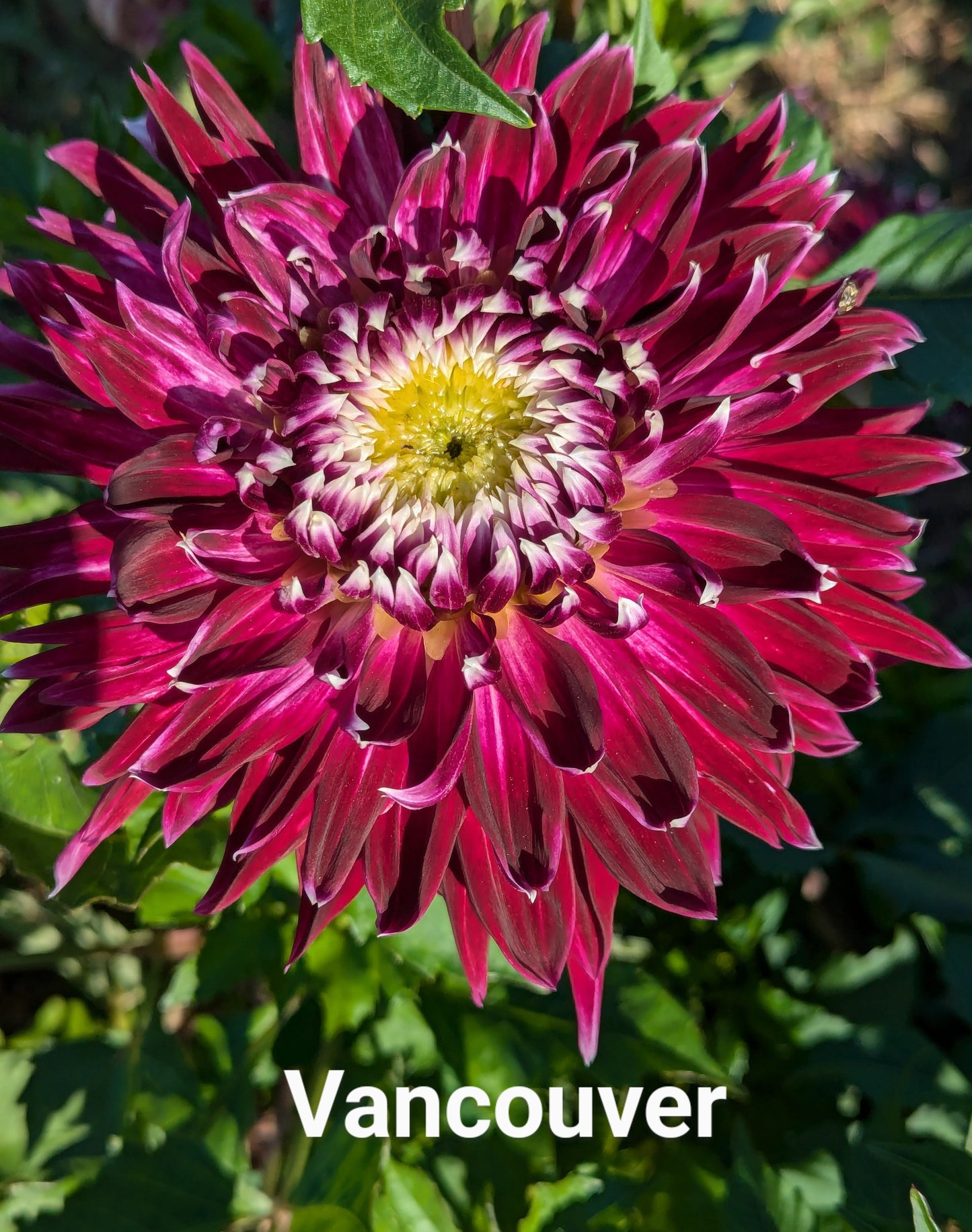 Vancouver dahlia tuber