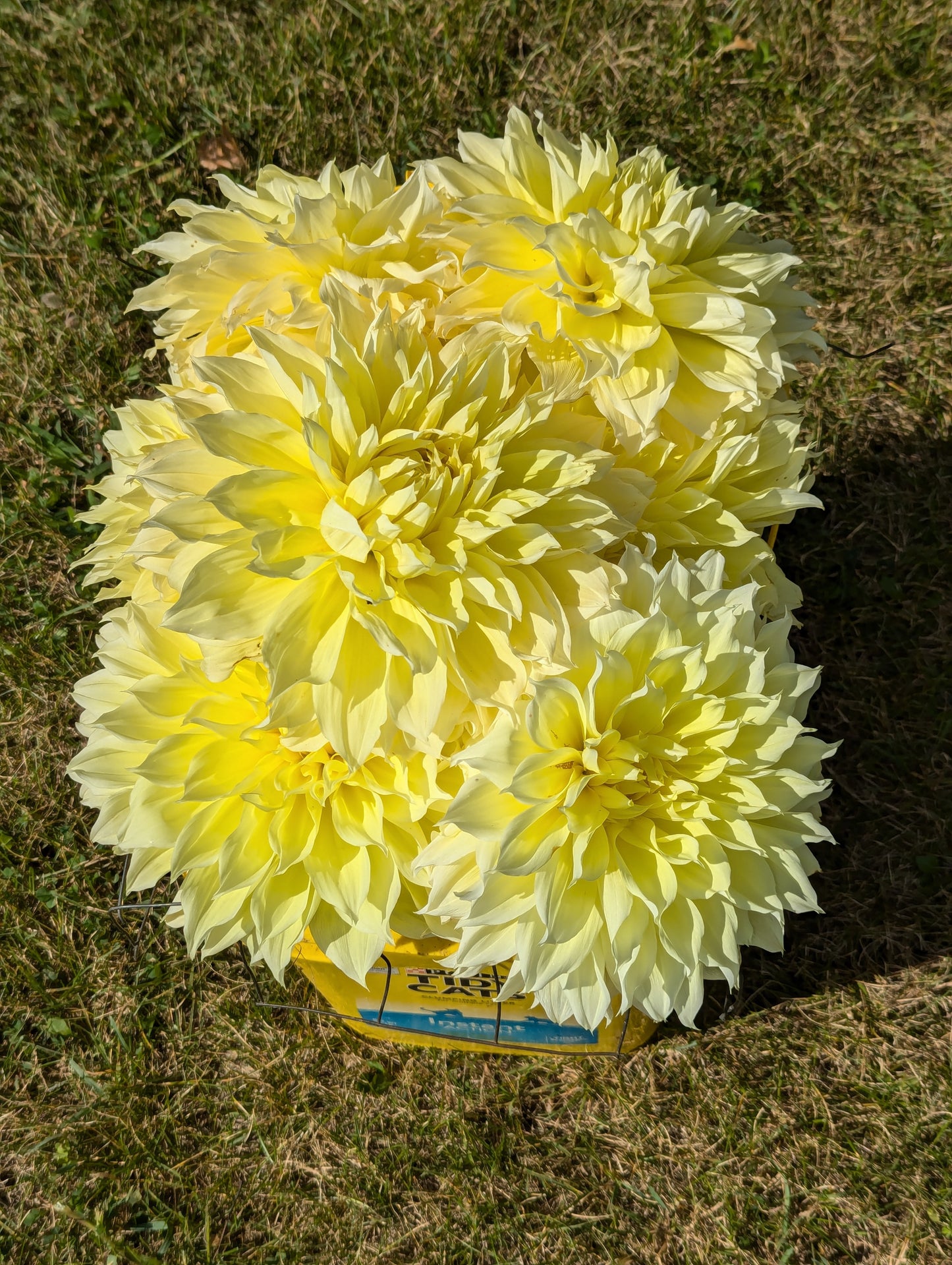 Kelvin Floodlight dahlia tuber