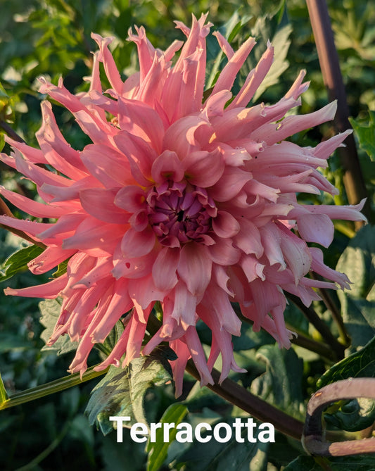 Terracotta dahlia tuber