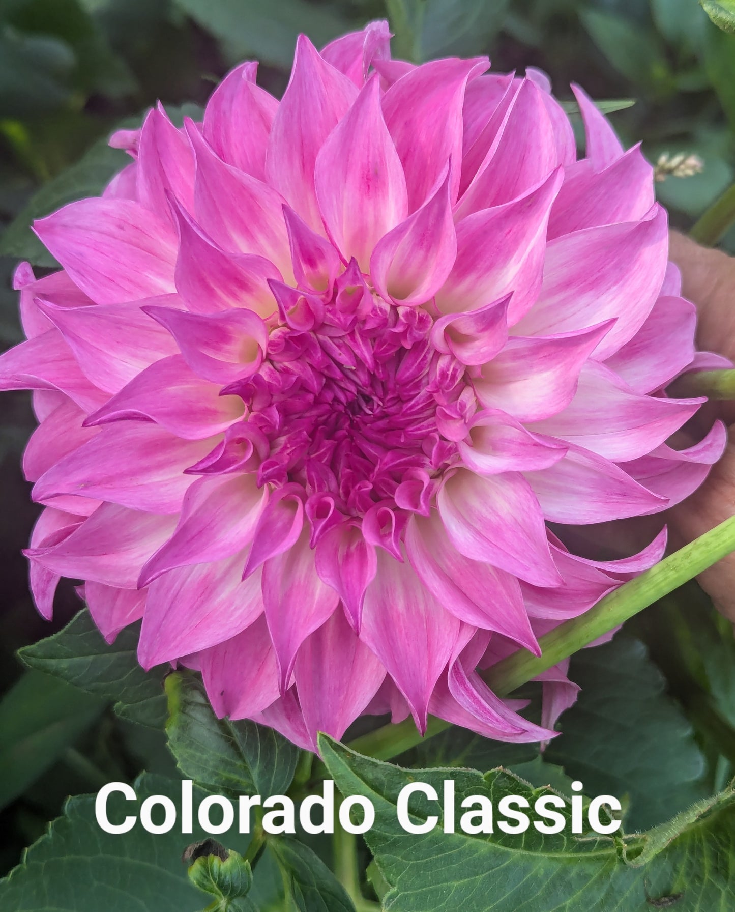 Colorado Classic dahlia tuber