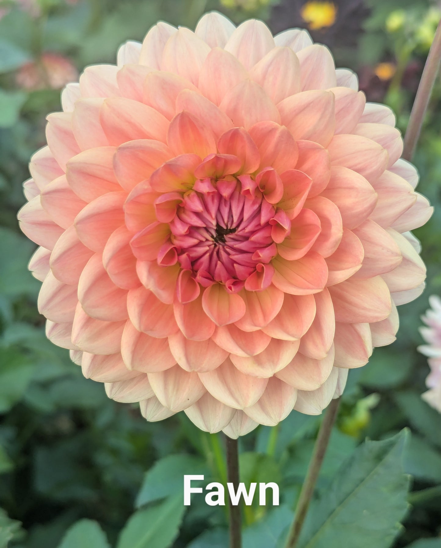 Fawn dahlia tuber