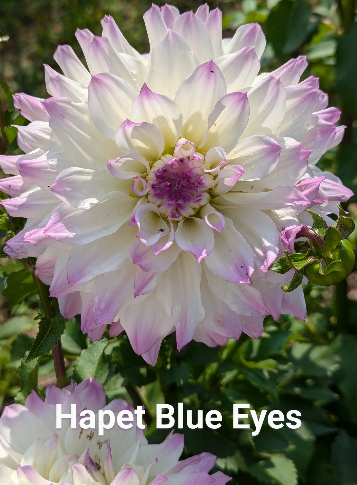 Hapet Blue Eyes dahlia tuber