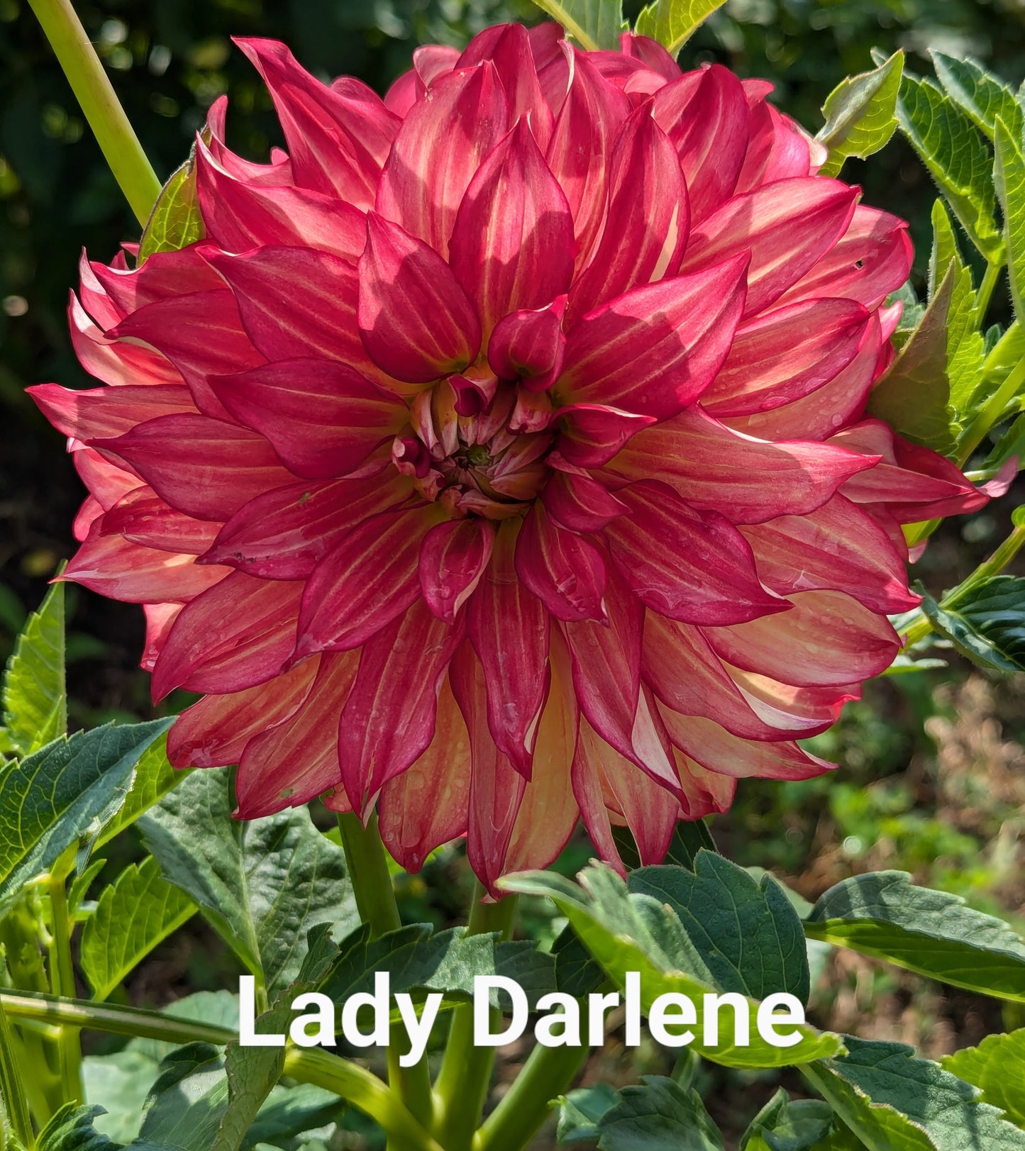 Lady Darlene dahlia tuber