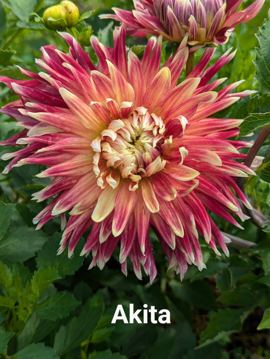 Akita dahlia tuber