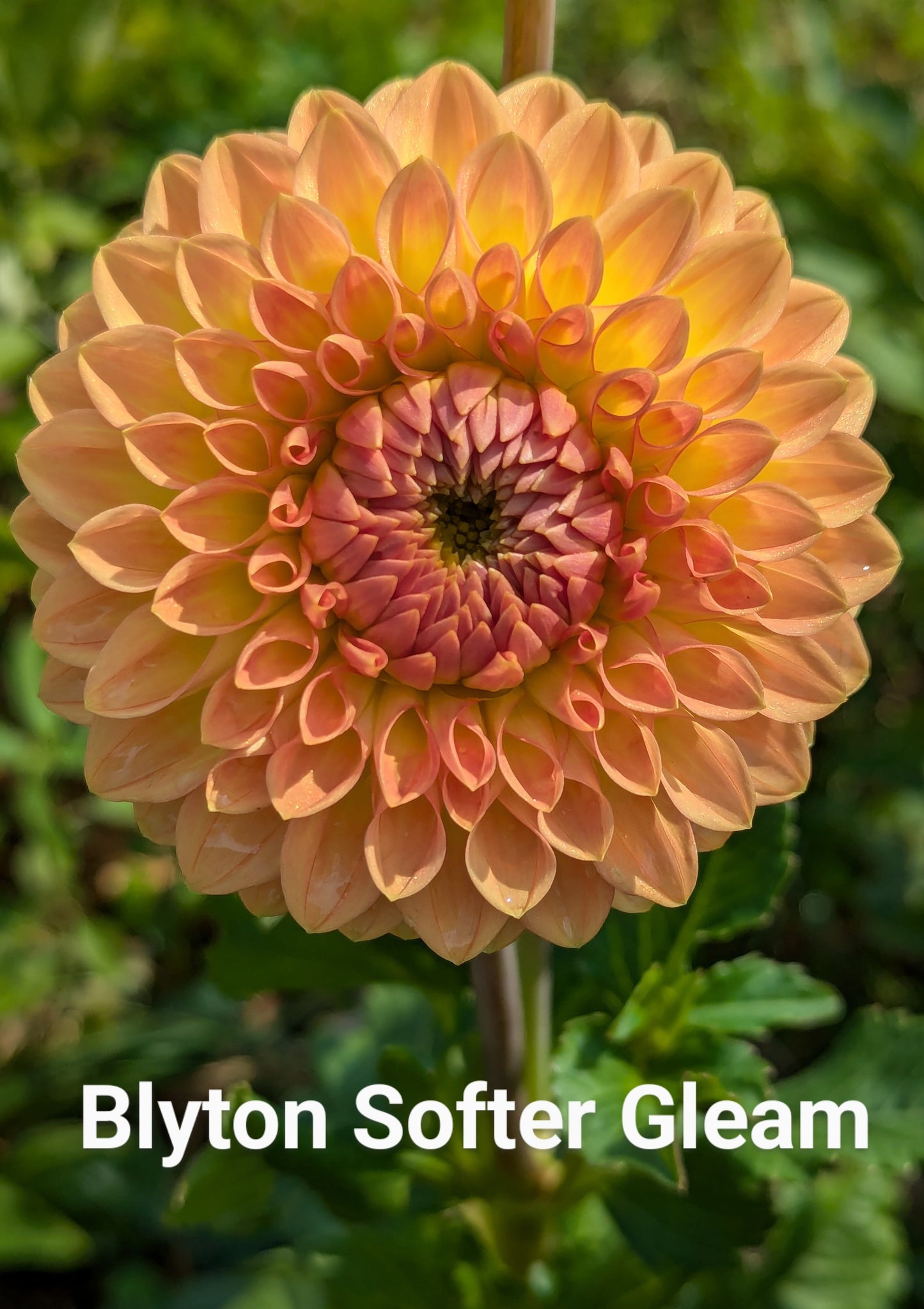 Blyton Softer Gleam dahlia tuber