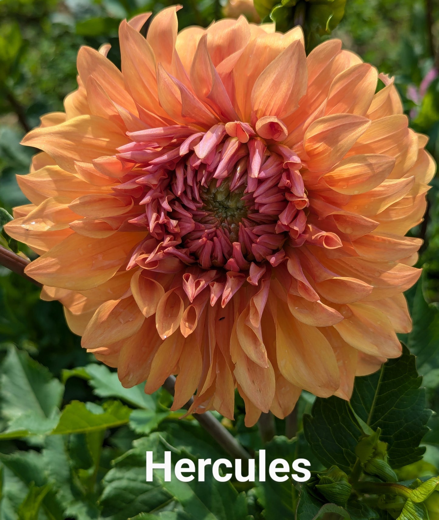 Hercules dahlia tuber