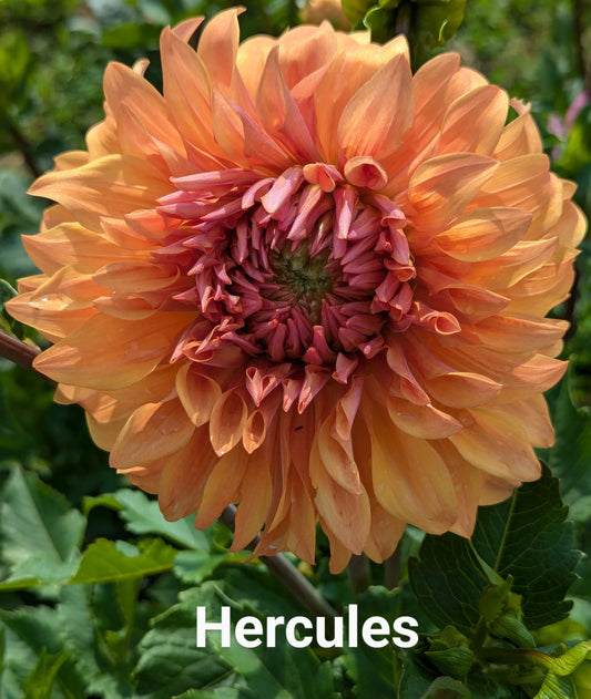 Hercules dahlia tuber