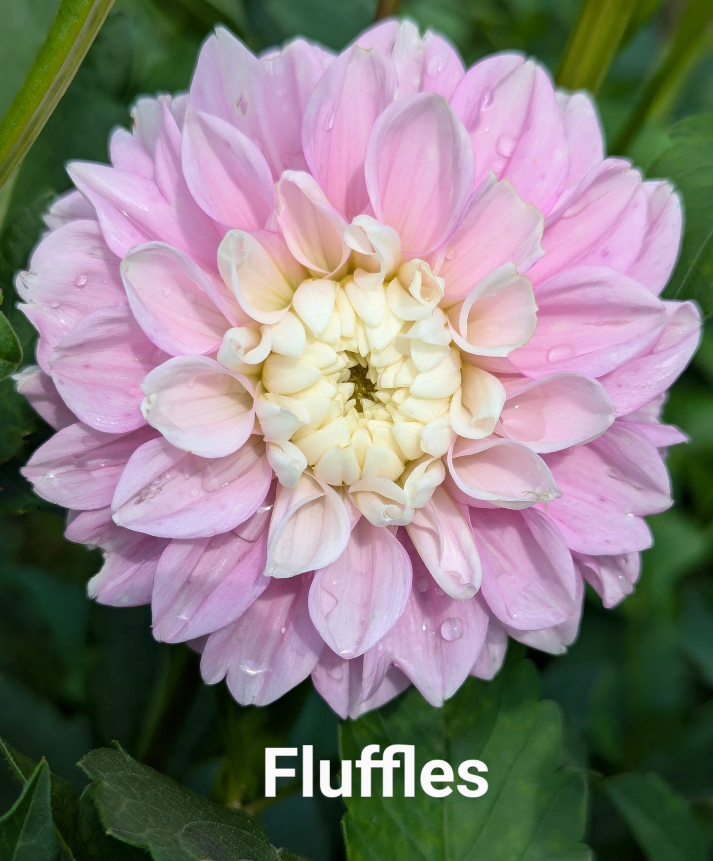 Fluffles dahlia tuber