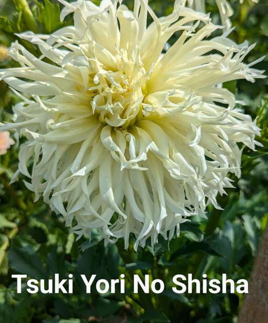 Tsuki Yori No Shisha dahlia tuber