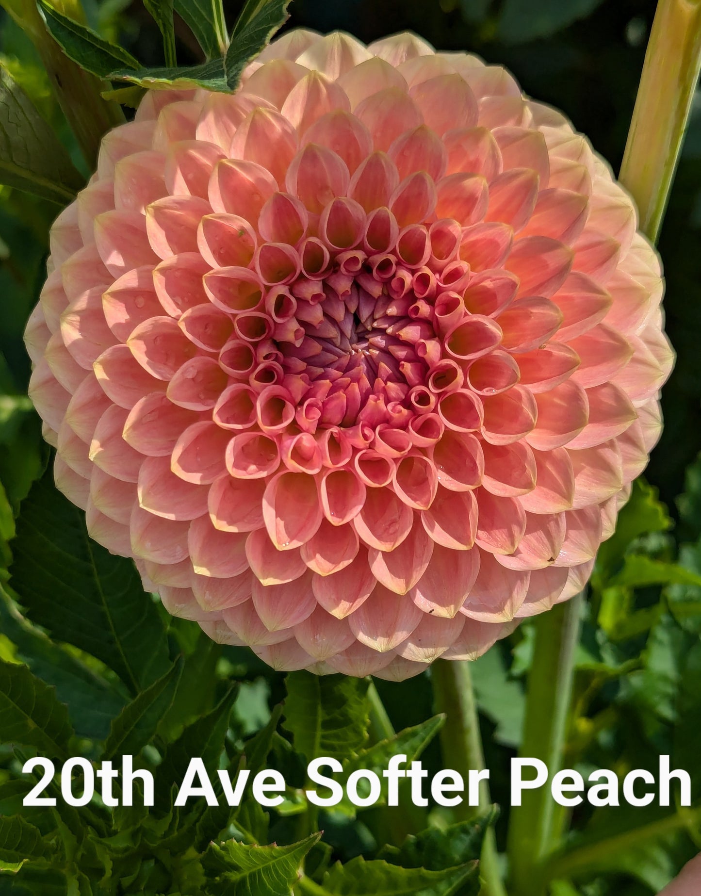 20th Ave Softer Peach dahlia tuber