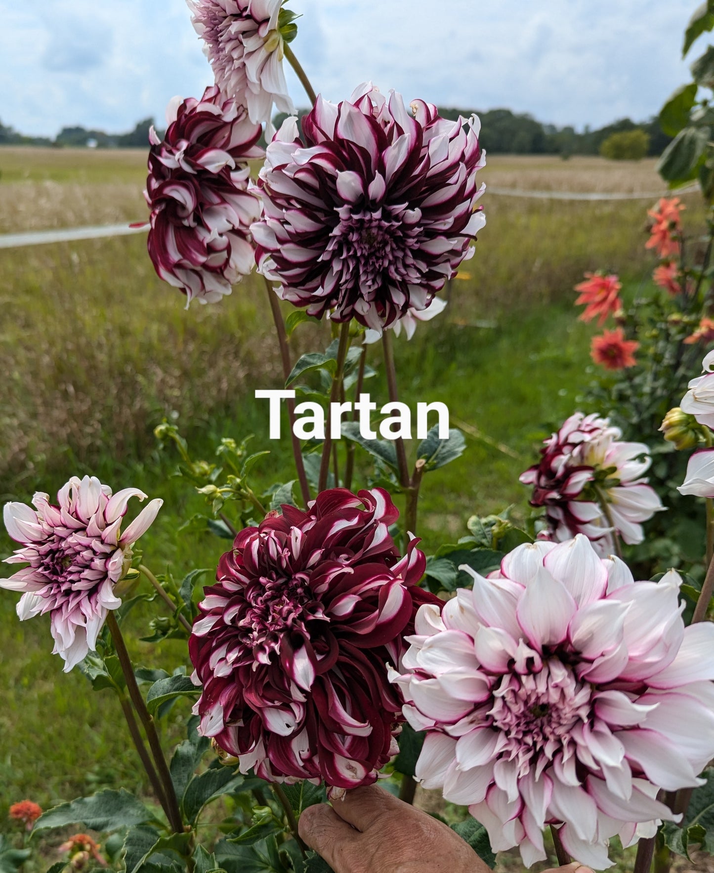 Tartan dahlia tuber