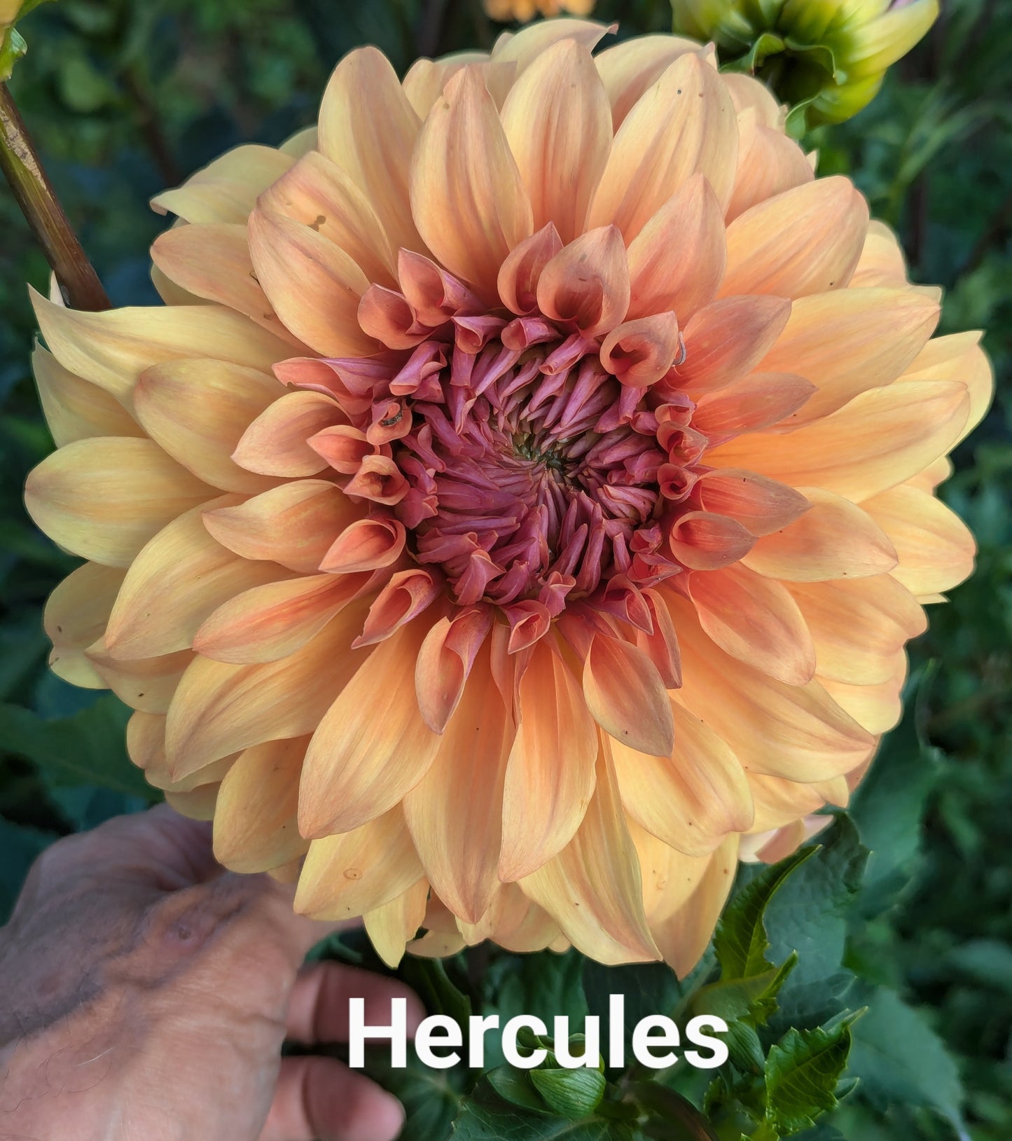 Hercules dahlia tuber