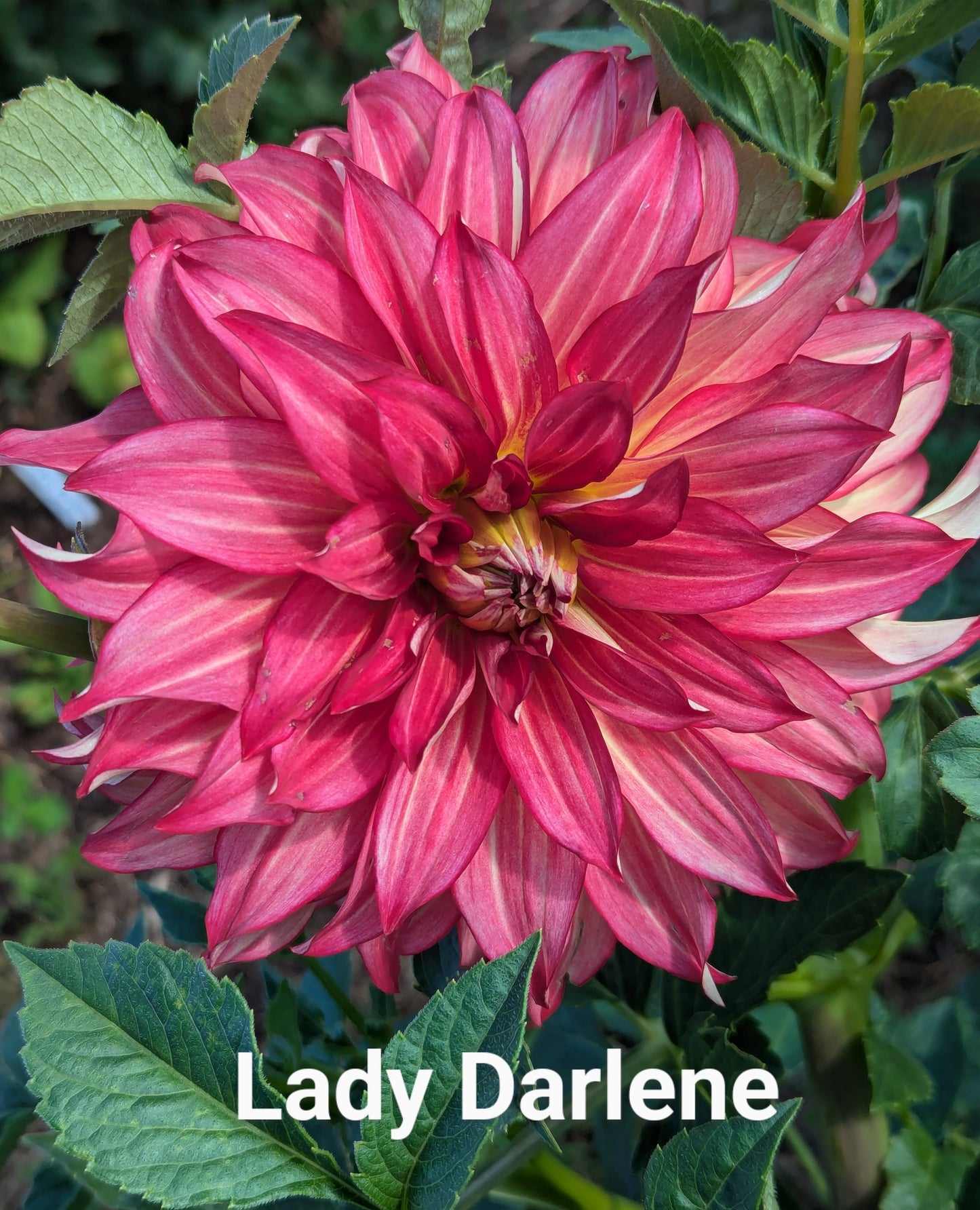 Lady Darlene dahlia tuber