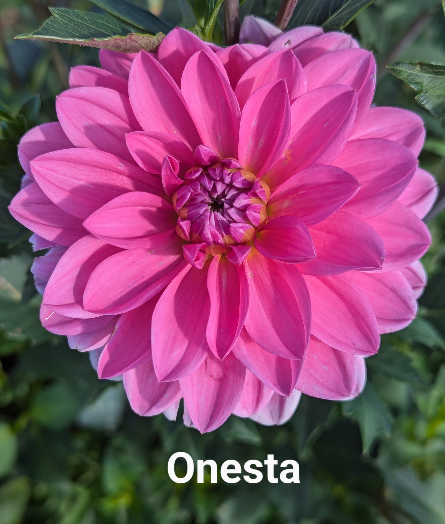 Onesta dahlia tuber