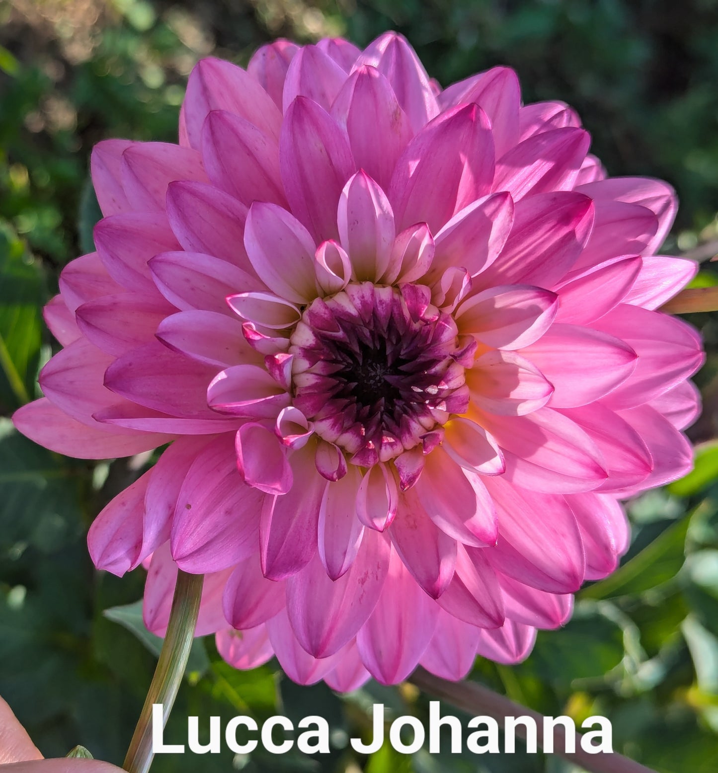 Lucca Johanna dahlia tuber