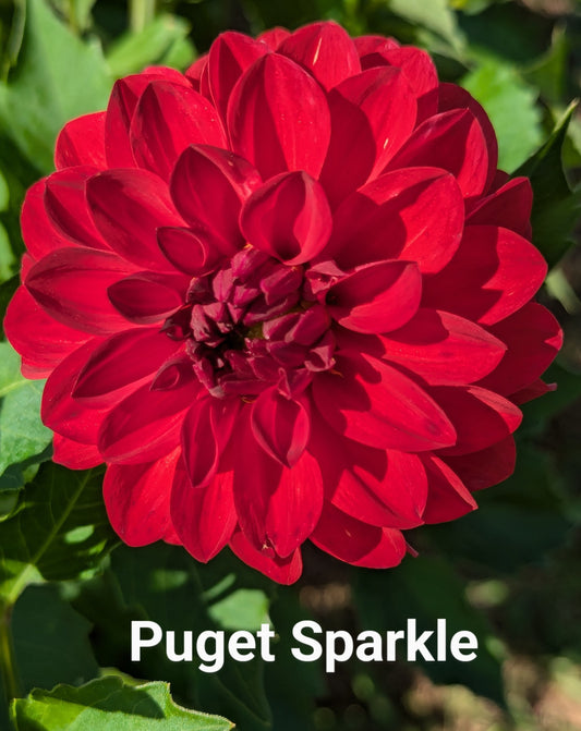 Puget Sparkle dahlia tuber