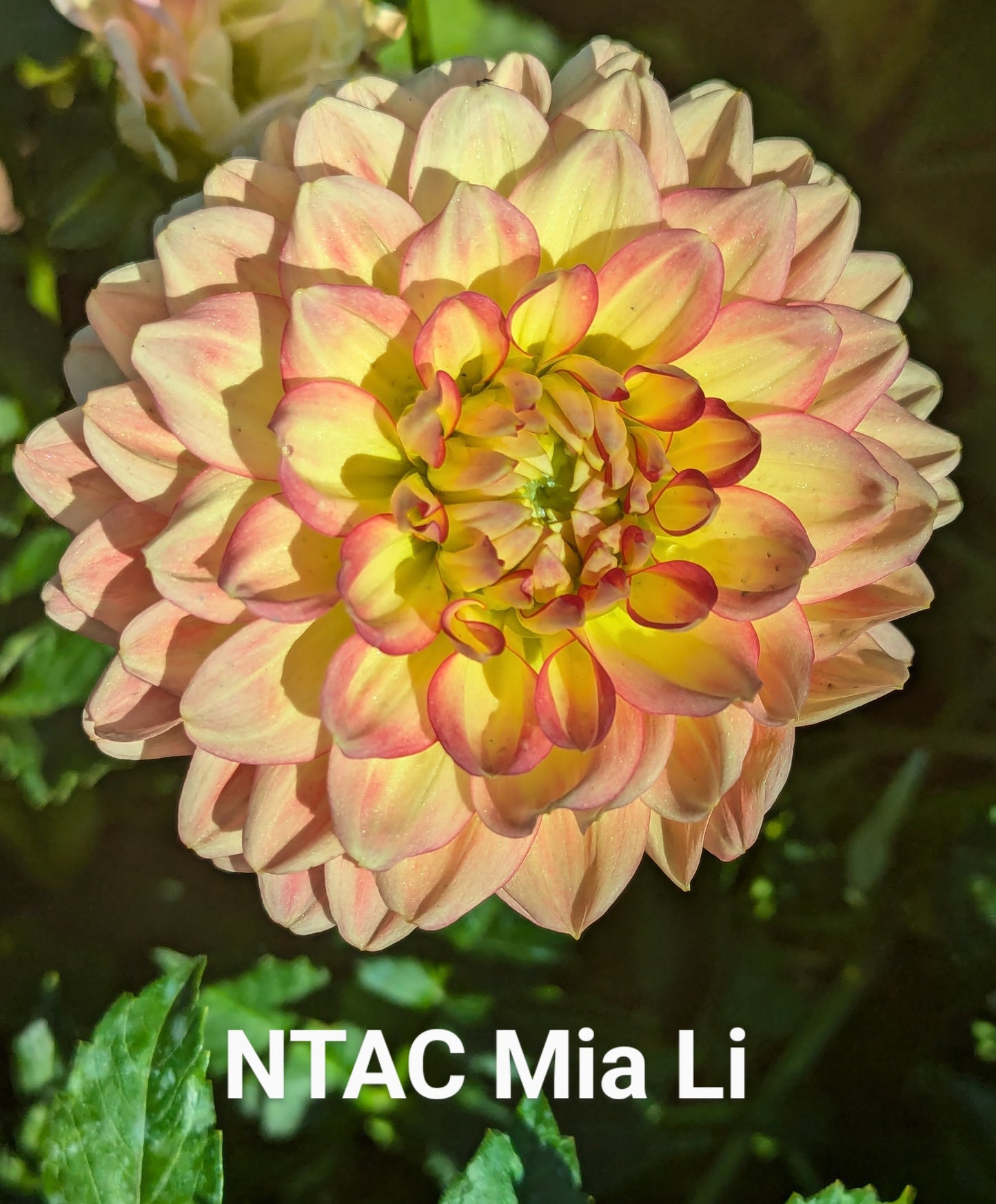 NTAC Mia Li dahlia tuber