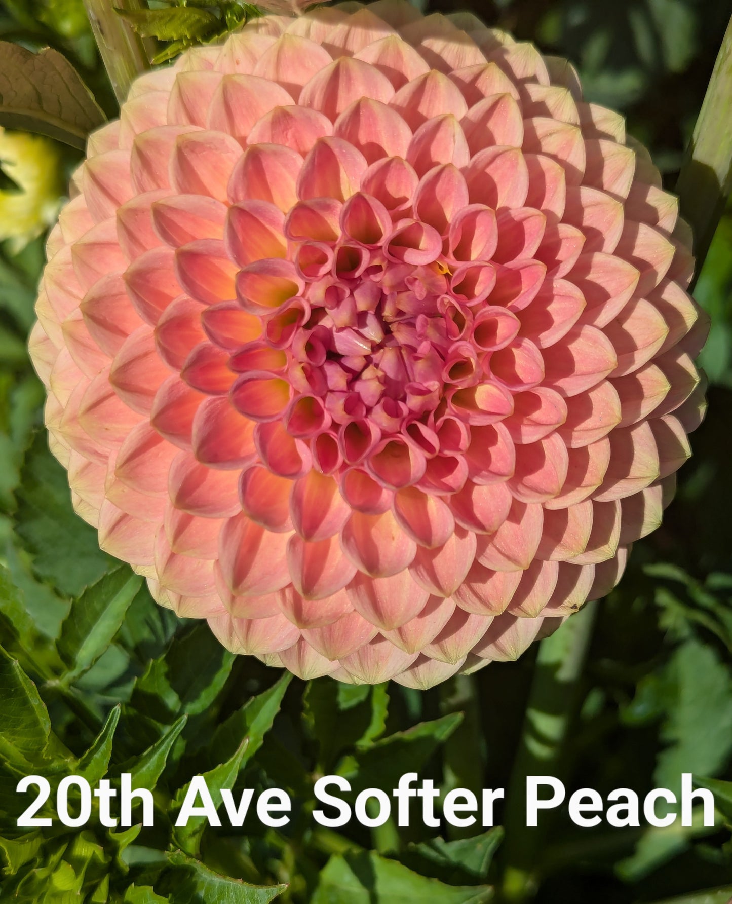 20th Ave Softer Peach dahlia tuber