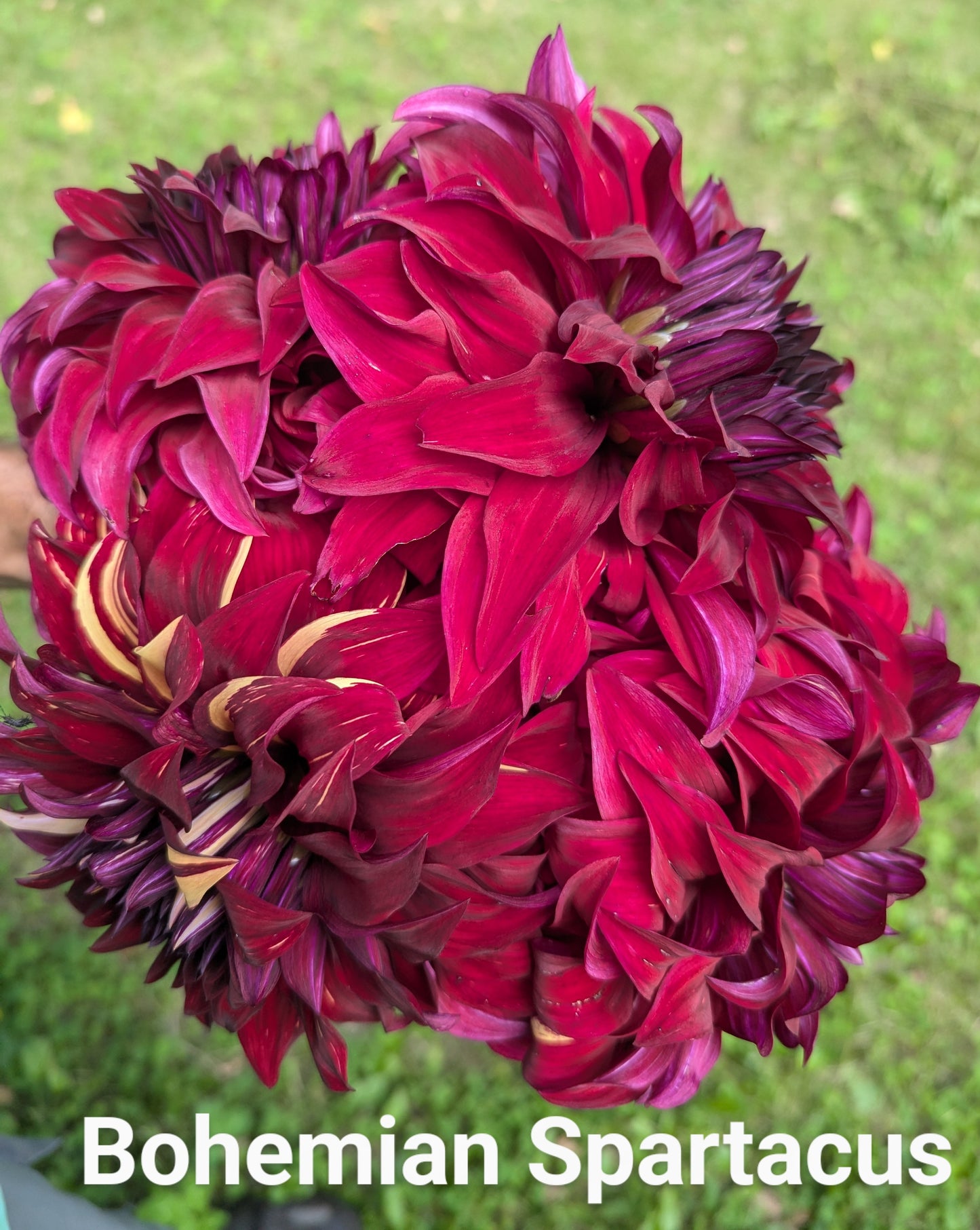 Bohemian Spartacus dahlia tuber